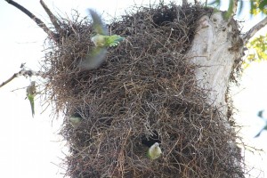 Cotorras argentinas en un nido colectivo en la Casa de Campo Foto Nicole Ris