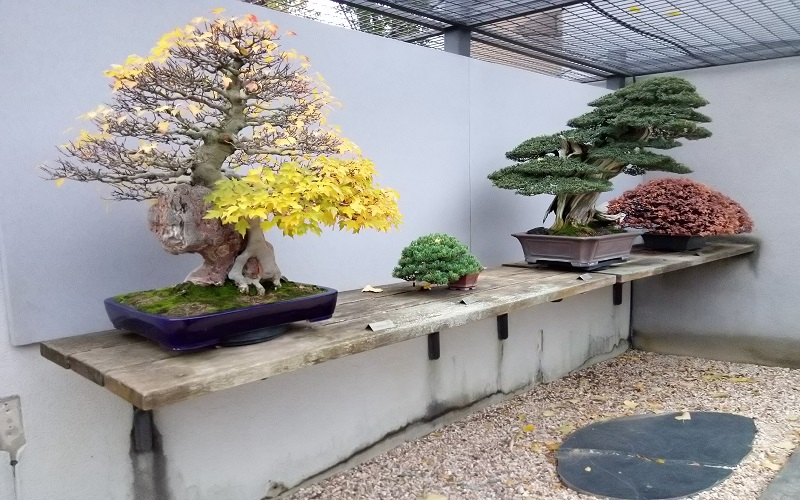 fondo Seguro apoyo Un jardín de bonsáis al estilo zen de la mano de Luis Vallejo – CiberCOM